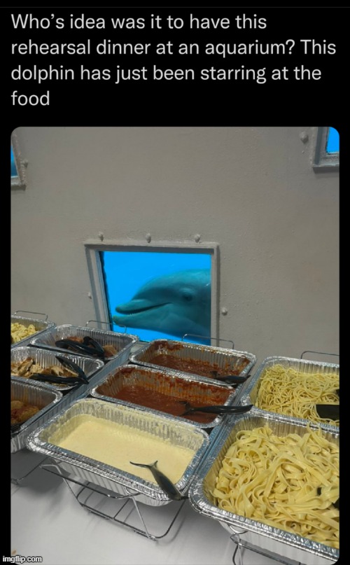 dolphin | made w/ Imgflip meme maker
