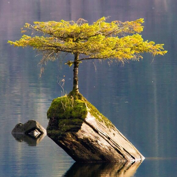 The Tree on the Lake Port Renfrew, British Columbia | image tagged in awesome,pics,photography | made w/ Imgflip meme maker