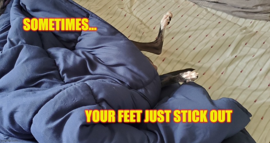 Funny feet | SOMETIMES... YOUR FEET JUST STICK OUT | image tagged in funny dog memes | made w/ Imgflip meme maker