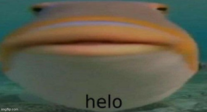 hello | image tagged in helo | made w/ Imgflip meme maker