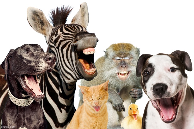 Laughing Animals | image tagged in laughing animals | made w/ Imgflip meme maker