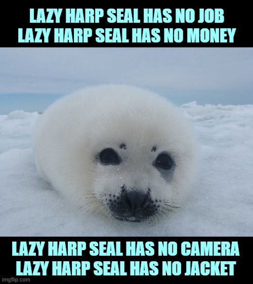 Only a few will get this; I hope the rest will watch the one minute video. (Link in comments) | LAZY HARP SEAL HAS NO JOB
LAZY HARP SEAL HAS NO MONEY; LAZY HARP SEAL HAS NO CAMERA
LAZY HARP SEAL HAS NO JACKET | image tagged in animals,lazy,seal,no money,video,parry gripp | made w/ Imgflip meme maker