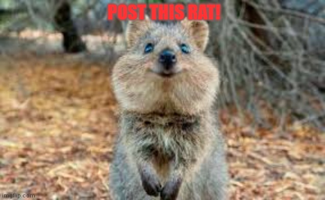 Post this rat. Just post it! | POST THIS RAT! | image tagged in post this rat,rats,invasion,please post the rat | made w/ Imgflip meme maker