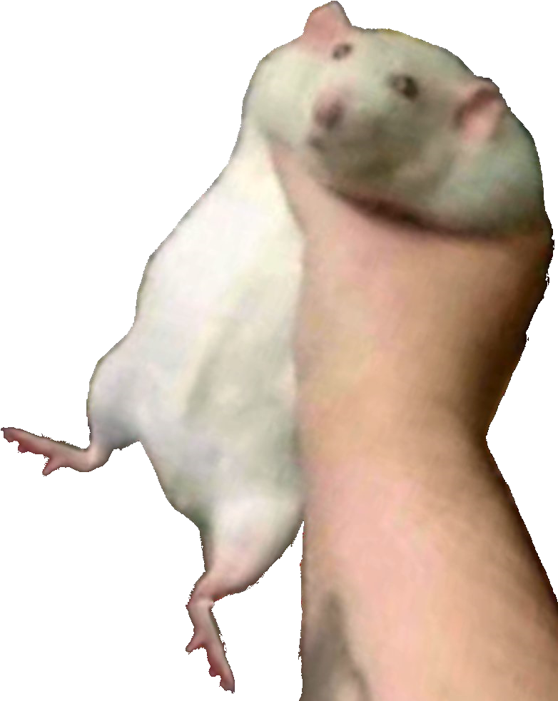 High Quality Fat rat being grabbed Blank Meme Template