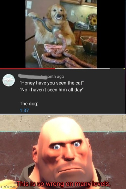 Dogs... | image tagged in this is so wrong on many levels | made w/ Imgflip meme maker