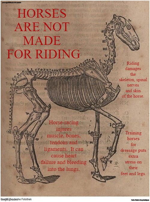 Horse Riding | yourveganfallacyis.com project; HORSES 
ARE NOT 
MADE 
FOR RIDING; Riding damages the skeleton, spinal nerves and skin of the horse. Horse-racing injures muscle, bones, tendons and ligaments.  It can cause heart failure and bleeding into the lungs. Training horses for dressage puts extra stress on their feet and legs. Carlo Ruini 1603/minkpen | image tagged in vegan,horse,pony,racing,jumping,cowboy | made w/ Imgflip meme maker