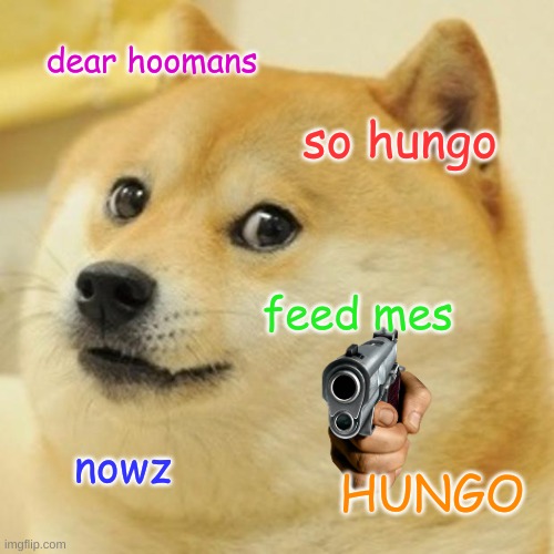 hooman! | dear hoomans; so hungo; feed mes; nowz; HUNGO | image tagged in memes,doge | made w/ Imgflip meme maker