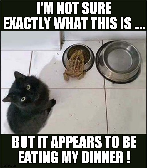 Another Confused Cat ! | I'M NOT SURE EXACTLY WHAT THIS IS .... BUT IT APPEARS TO BE
EATING MY DINNER ! | image tagged in cats,confusion,frog | made w/ Imgflip meme maker