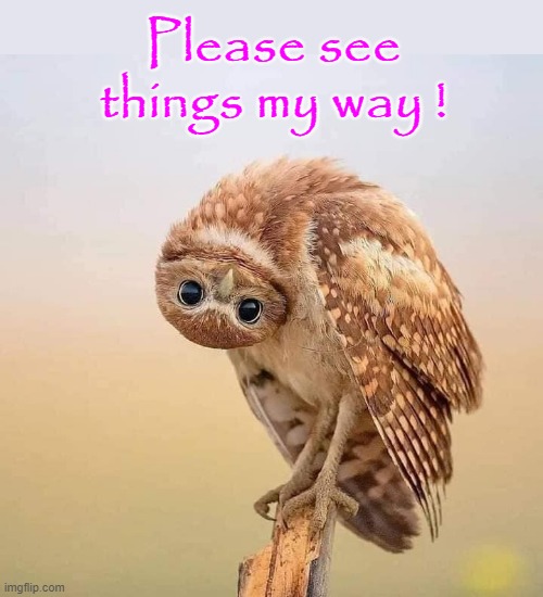 Owl Humour | Please see things my way ! | image tagged in this just in | made w/ Imgflip meme maker