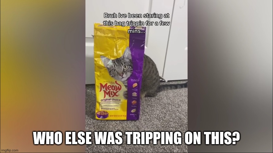 Same cat? | WHO ELSE WAS TRIPPING ON THIS? | image tagged in cats,lolz,why are you reading this,hehehe,seriously wtf,tell me | made w/ Imgflip meme maker