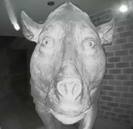 Pig staring at doorbell Blank Template Imgflip