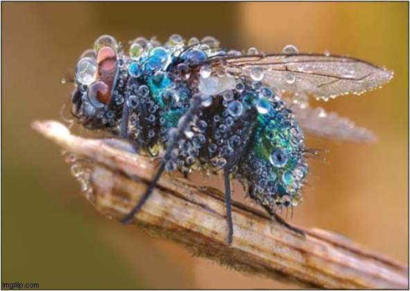 A Soggy Fly ! | image tagged in fly,water droplets | made w/ Imgflip meme maker