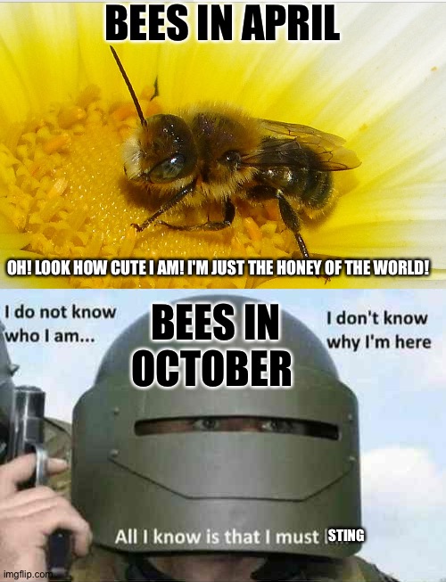 Don't bee mad at me for this one | BEES IN APRIL; OH! LOOK HOW CUTE I AM! I'M JUST THE HONEY OF THE WORLD! BEES IN OCTOBER; STING | image tagged in i do not know who i am,bees,october,honey,why are you reading this | made w/ Imgflip meme maker