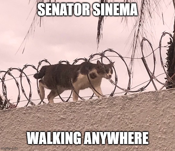  SENATOR SINEMA; WALKING ANYWHERE | image tagged in cat barbed wire | made w/ Imgflip meme maker