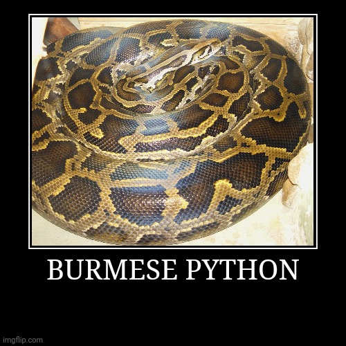 Burmese Python | BURMESE PYTHON | | image tagged in demotivationals,python | made w/ Imgflip demotivational maker