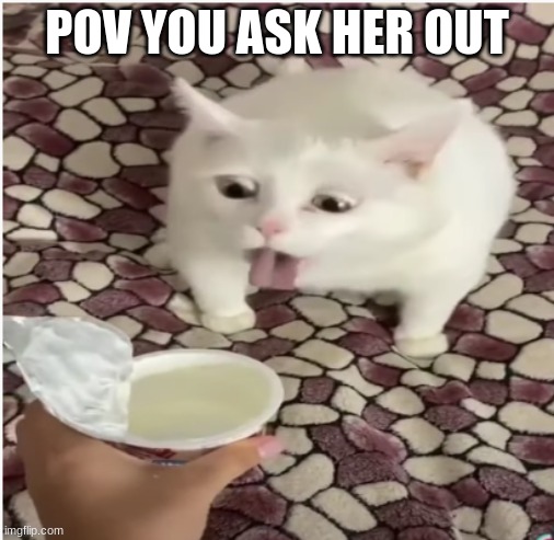 the truth | POV YOU ASK HER OUT | image tagged in cat | made w/ Imgflip meme maker