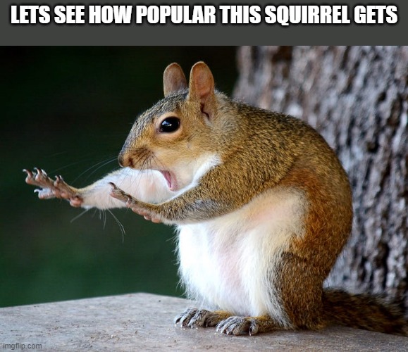 squirrel | LETS SEE HOW POPULAR THIS SQUIRREL GETS | image tagged in stop squirrel | made w/ Imgflip meme maker