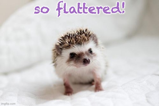 hedgehog  | so flattered! | image tagged in hedgehog | made w/ Imgflip meme maker