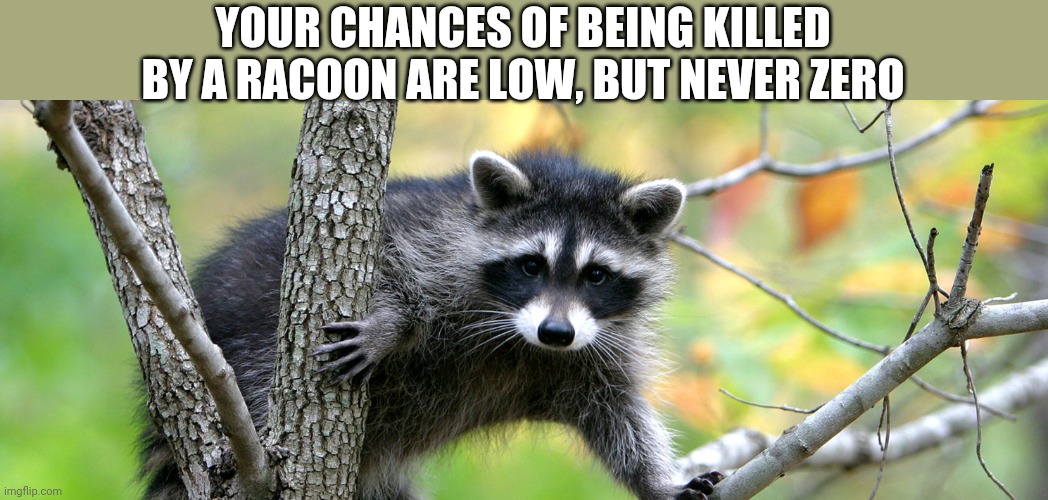 Death by Racoon | YOUR CHANCES OF BEING KILLED BY A RACOON ARE LOW, BUT NEVER ZERO | image tagged in chances,racoon,deat by racoon | made w/ Imgflip meme maker