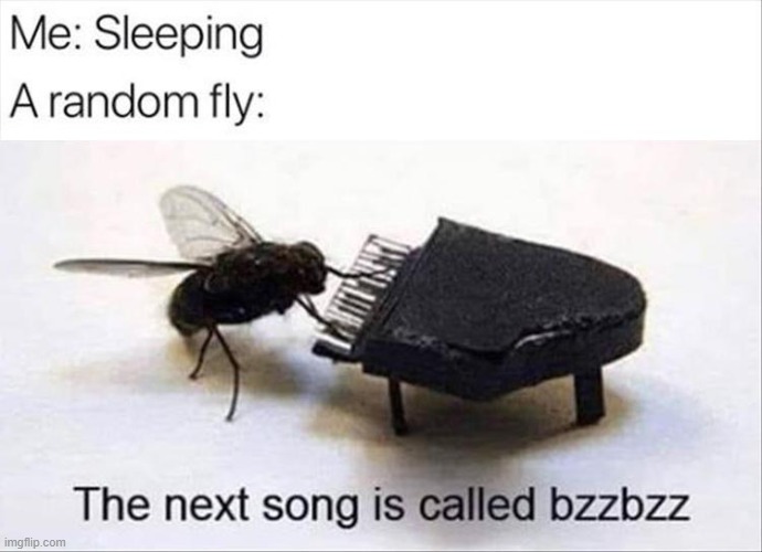 Annoying Fly | image tagged in fly,piano,funny,song | made w/ Imgflip meme maker