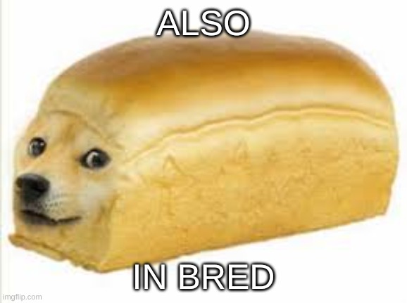 Doge bread | ALSO IN BRED | image tagged in doge bread | made w/ Imgflip meme maker