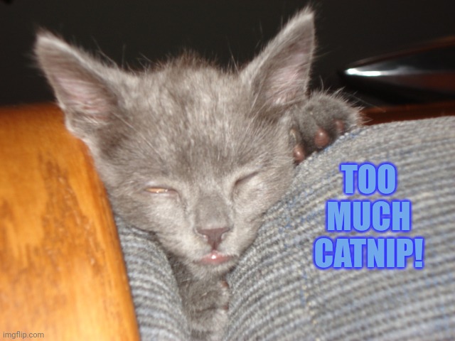 Catnip | TOO MUCH CATNIP! | image tagged in catnip | made w/ Imgflip meme maker