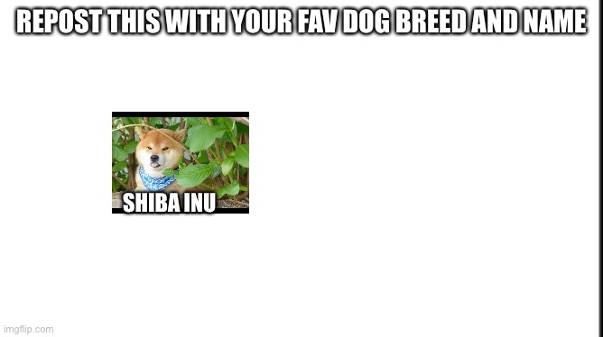 Repost with fav dog | REPOST THIS WITH YOUR FAV DOG BREED AND NAME; SHIBA INU | image tagged in e | made w/ Imgflip meme maker