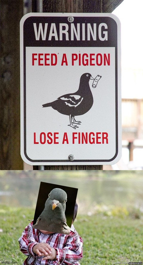 Pigeon's will take over the world... | image tagged in pigeons,goodbye humanity | made w/ Imgflip meme maker