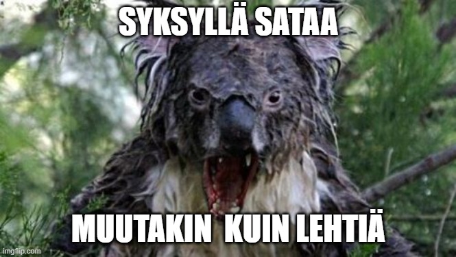 Angry Koala Meme | SYKSYLLÄ SATAA; MUUTAKIN  KUIN LEHTIÄ | image tagged in memes,angry koala | made w/ Imgflip meme maker