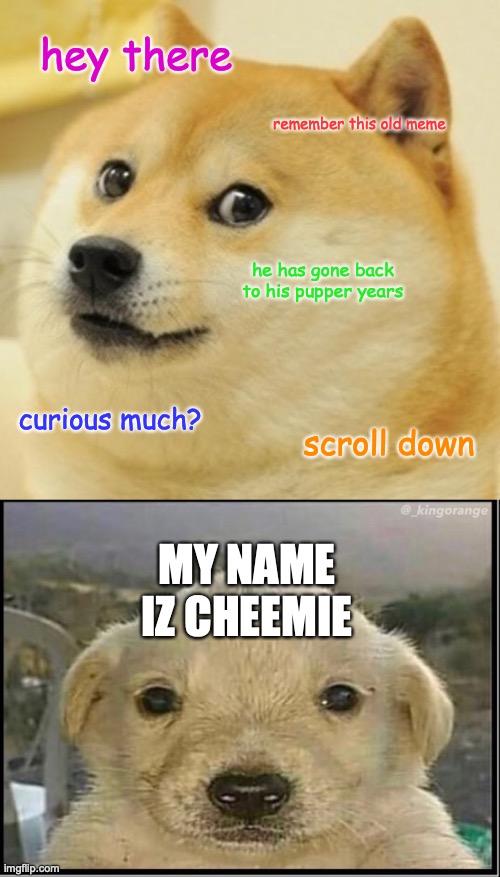he looks a lil blursed | hey there; remember this old meme; he has gone back to his pupper years; curious much? scroll down; MY NAME IZ CHEEMIE | image tagged in memes,doge | made w/ Imgflip meme maker