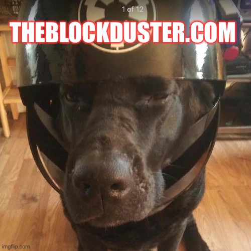 Isa Baby goes to work | THEBLOCKDUSTER.COM | image tagged in black,lab,serice,star,wars,dog | made w/ Imgflip meme maker