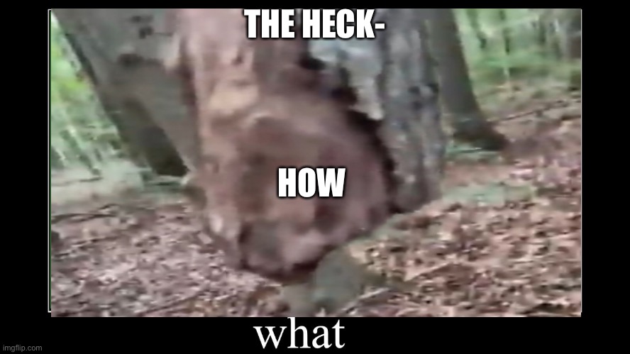THE HECK-; HOW | image tagged in funny,floatingtree,memecrossing | made w/ Imgflip meme maker