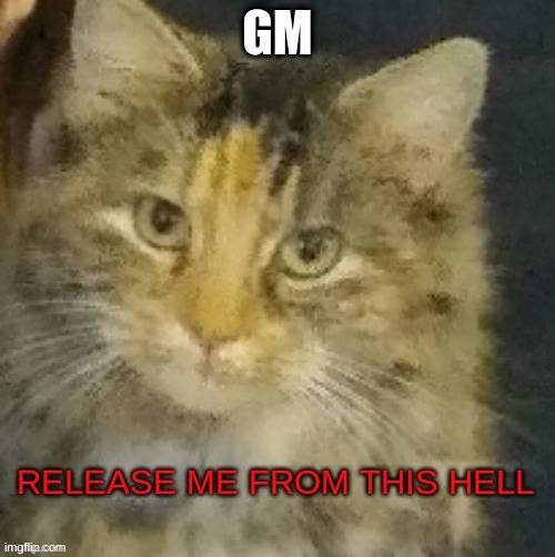 Cocoa release me from this hell | GM | image tagged in cocoa release me from this hell | made w/ Imgflip meme maker