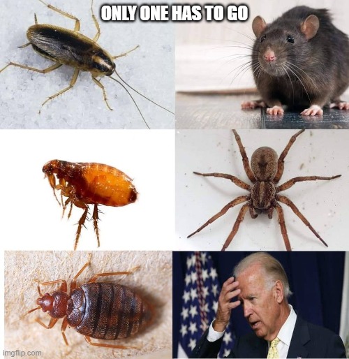 Only ONE has to go | ONLY ONE HAS TO GO | image tagged in joe biden,creepy joe biden | made w/ Imgflip meme maker