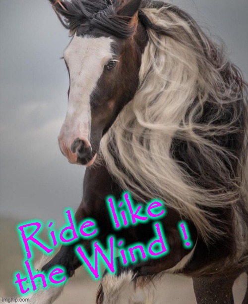 Stallion | Ride  like
the  Wind  ! | image tagged in easy rider | made w/ Imgflip meme maker