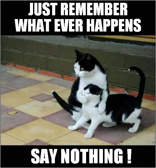 I'm Suspicious Of Those Cats ! | JUST REMEMBER
WHAT EVER HAPPENS; SAY NOTHING ! | image tagged in cats,suspicious cat | made w/ Imgflip meme maker