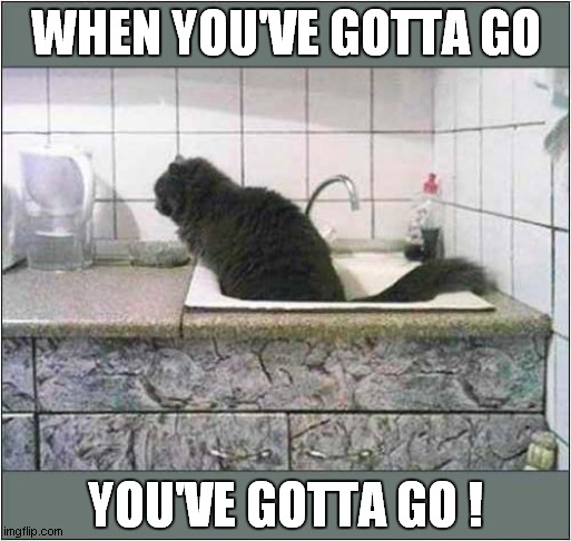 Just Desperate Or A Mean Cat ? | WHEN YOU'VE GOTTA GO; YOU'VE GOTTA GO ! | image tagged in cats,sink,toilet cat | made w/ Imgflip meme maker