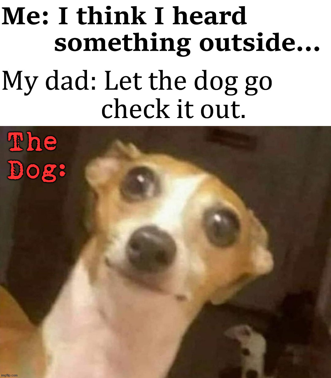 All dogs say, "Seriously, why me?" | Me: I think I heard 
       something outside... My dad: Let the dog go 
                check it out. The
Dog: | image tagged in dogs,that look,why me | made w/ Imgflip meme maker