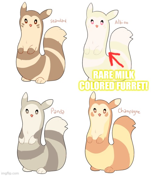 More rare furret colors | RARE MILK COLORED FURRET! | image tagged in more,furret,pokemon,furfurfur,cute animals | made w/ Imgflip meme maker