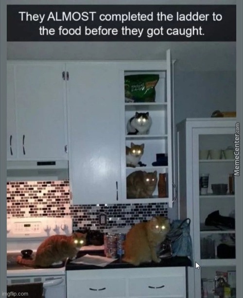cat ladder! | image tagged in cats | made w/ Imgflip meme maker