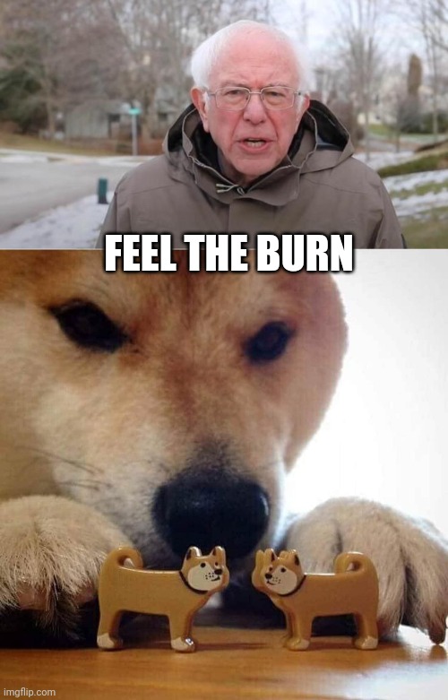 Shib Burn | FEEL THE BURN | image tagged in shiba inu | made w/ Imgflip meme maker