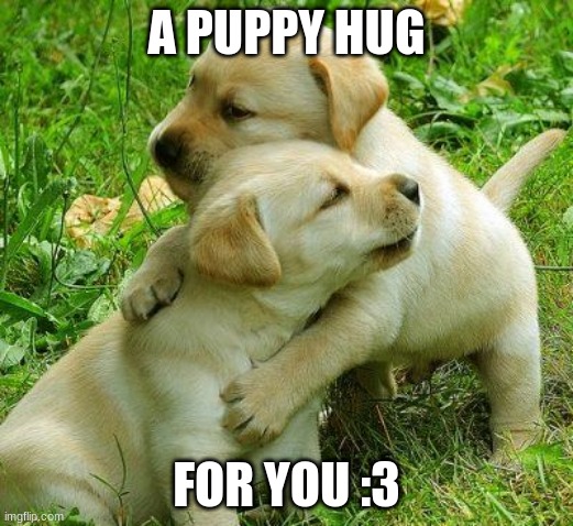 Puppy huggos :3 | A PUPPY HUG; FOR YOU :3 | image tagged in cute puppies,hugs,doggo,aww,for you | made w/ Imgflip meme maker