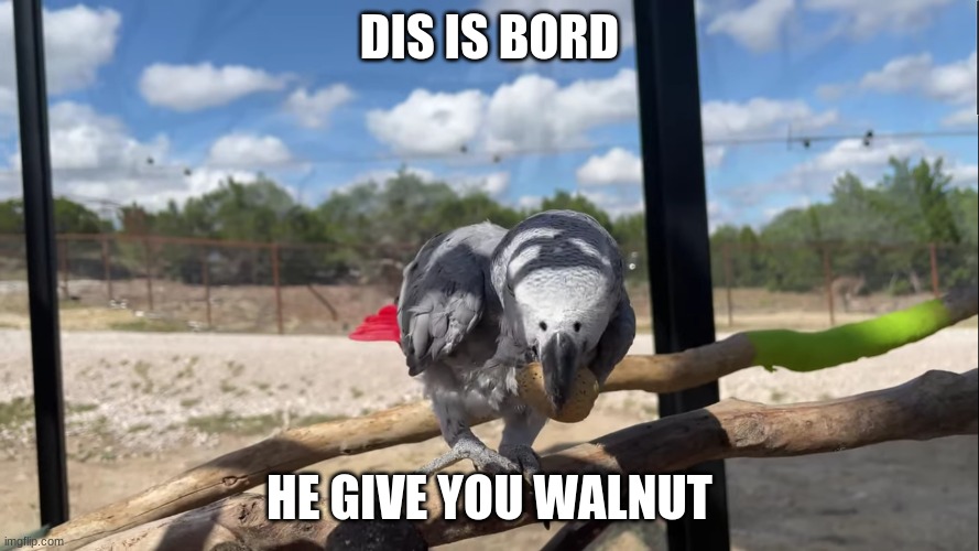 bord | DIS IS BORD; HE GIVE YOU WALNUT | image tagged in bord with nut | made w/ Imgflip meme maker