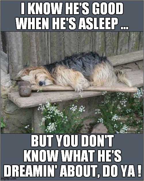 Let Sleeping Dogs Lie ! | I KNOW HE'S GOOD WHEN HE'S ASLEEP ... BUT YOU DON'T KNOW WHAT HE'S DREAMIN' ABOUT, DO YA ! | image tagged in dogs,dreaming,sledge hammer,song lyrics | made w/ Imgflip meme maker