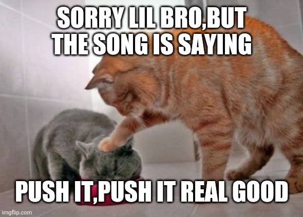 Force feed cat |  SORRY LIL BRO,BUT THE SONG IS SAYING; PUSH IT,PUSH IT REAL GOOD | image tagged in force feed cat | made w/ Imgflip meme maker