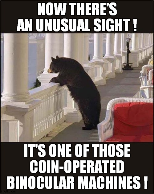 Unexpected Item In The Balcony Area ! | NOW THERE'S AN UNUSUAL SIGHT ! IT'S ONE OF THOSE
COIN-OPERATED BINOCULAR MACHINES ! | image tagged in bear,balcony,binoculars | made w/ Imgflip meme maker