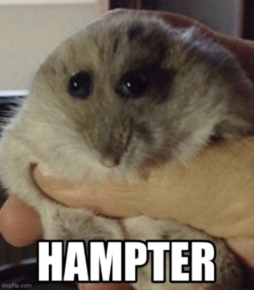 Hampter | image tagged in hampter | made w/ Imgflip meme maker