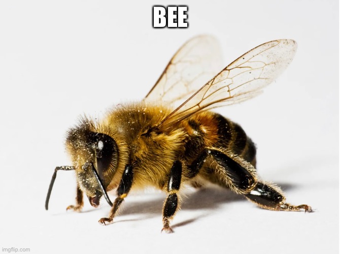 BEE | made w/ Imgflip meme maker