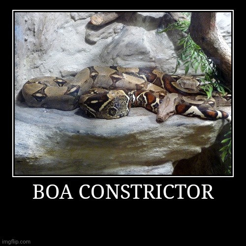 Boa Constrictor | BOA CONSTRICTOR | | image tagged in demotivationals,boa constrictor | made w/ Imgflip demotivational maker