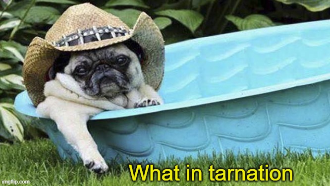 ◄► | What in tarnation | image tagged in pug what in tarnation | made w/ Imgflip meme maker